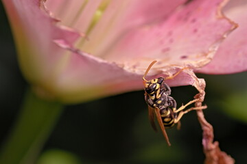 European paper wasp on the flower of the lily in the garden 