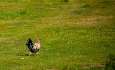 A hen and a young rooster are shot in the green grass in the pasture. Free range of poultry on the...