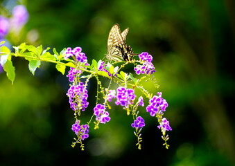 デュランタにアゲハ蝶