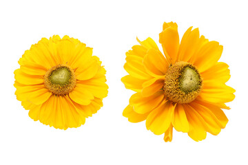 Obraz premium 白背景のルドベキアの花首