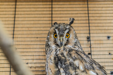 Long-eared owl in a cage	

