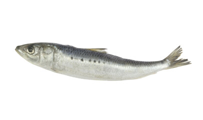 Fresh sardine fish isolated on white