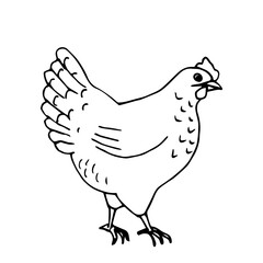 Hand-drawn simple vector sketch with black outline. Poultry, chicken, laying hen, animal husbandry. Organic farm, label, coloring. Ink drawing.