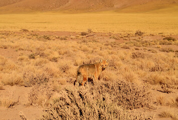 An Andean Fox Gracing in the Foothill of Atacama Desert, the Los Flamencos National Reserve, Northern Part of Chile, South America