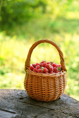 Fototapeta na wymiar Red wild raspberries in basket. Fresh ripe wild berries harvest in summer forest. Healthy and vitamin seasonal food. Summer berry harvest.
