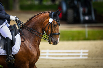 Fototapeta premium Dressage horse in an L test with rolled up curb hyperflexion, head portrait from the side..