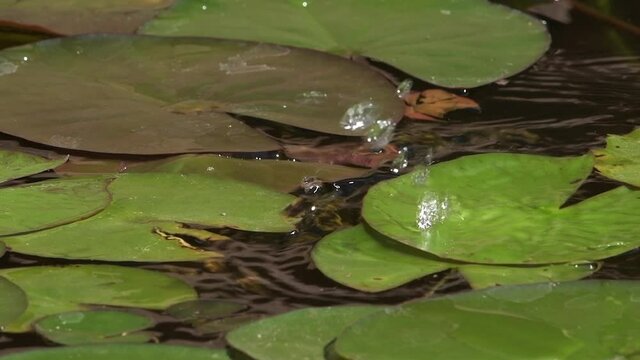 A bullfrog sitting in the sunshine on a green lily pad jumps in slow motion into the pond water with a splash.