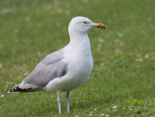 Herring gull