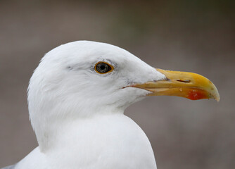 Herring gull