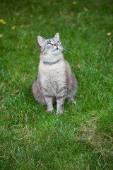 Cat with blue eyes sitting on the grass and looking up.