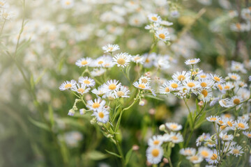 Summer floral background with wild chamomile flowers at sunset meadow, wild chamomile flowers field