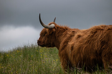 Majestic Highland cattle on the grasslands of the Isle of Skye