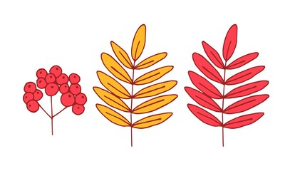 Simple color vector sketch for seasonal design. Autumn yellow, red leaf, bright rowan berries isolated on white background.