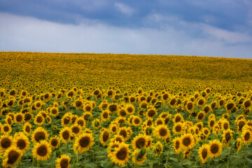 Fototapeta premium landscape with an agricultural field of sunflower on a summer day