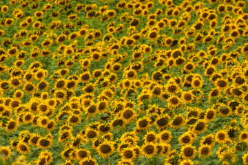 landscape with an agricultural field of sunflower on a summer day