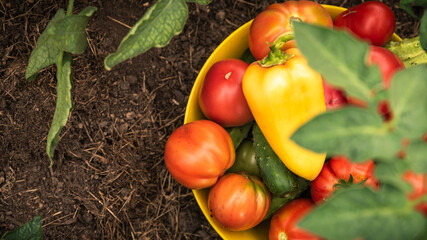 Bowl of vegetables in the garden, top view, close-up, copy space