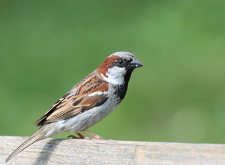 house sparrow	