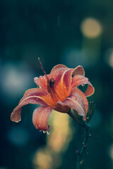 orange lily flower