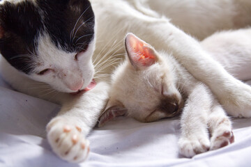 cat sleeping in a basket