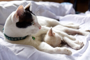 Fototapeta na wymiar white cat sleeping on the bed