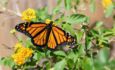 Fototapeta na wymiar Monarch Butterfly on Yellow Lantana