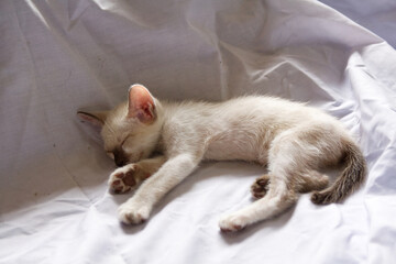 kitten sleeping on the bed