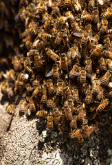 Close Up of Swarming Bees on a Tree