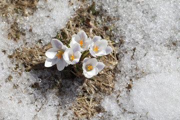 Naklejka na ściany i meble Spring flowers - white crocuses bloom in the park in April, a beautiful template for a web screensaver. Snow shiny cover melts near primroses, Easter card design.