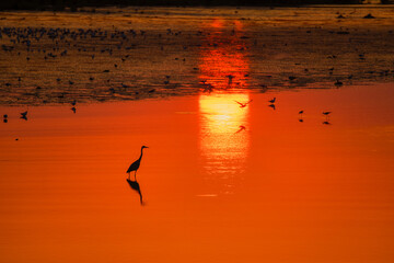 beautiful landscape with a sunset on a lake with silhouettes of birds