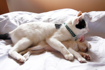 Cat sleeping on bed
