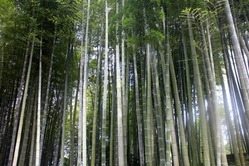 高く伸びる京都の嵐山の竹林