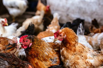 Chickens on the farm. Toned, style, color photo.