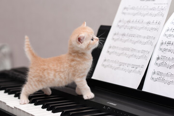 kitten playing piano