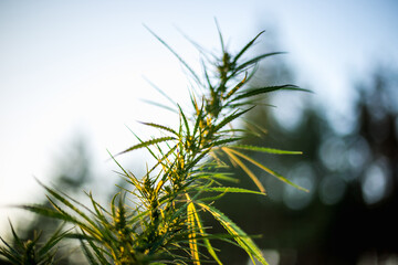 Branch of cannabis and marijuana. Ganja, hemp beautiful tree.