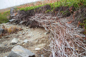 那須岳（茶臼岳）に自生しているガンコウラン【empetrum nigrum】