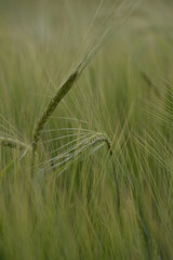 FHD WALLPAPER - green field