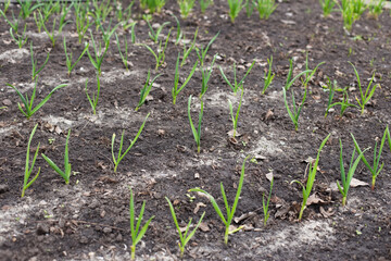 grass and soil