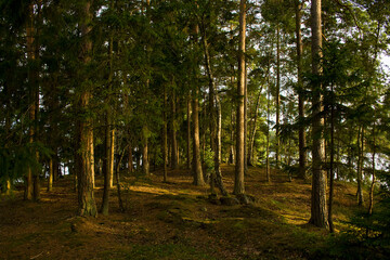 Wald in Schweden 2