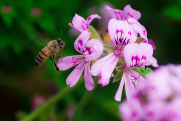 bee and flower