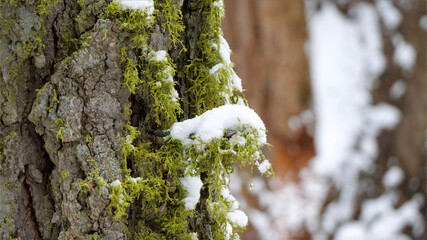moss on tree trunk with snow