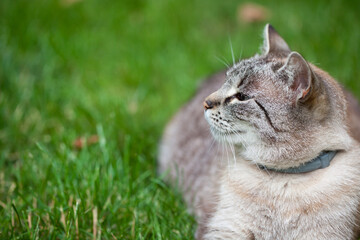 Obraz premium Cat resting on grass in garden, close-up, portrait.