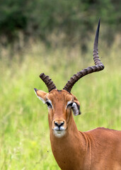 Impala, Aepyceros melampus, or Unicorn in Tarangire National Park of Tanzania