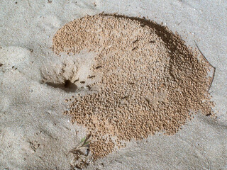 Nid de Messor arenarius