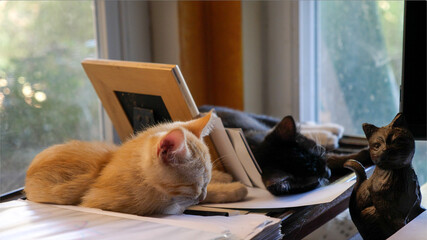 two cats sleeping on a desk