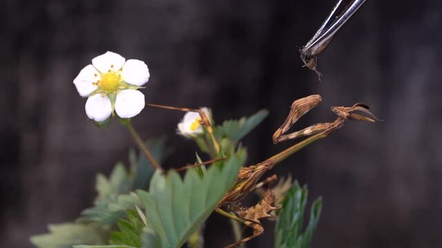 Prey given to eat to a praying mantis while perched on a flower branch