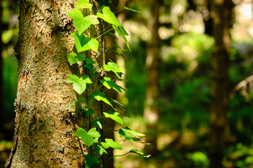 Magnificent photo of flowers growing on a tree in the middle of a forest.