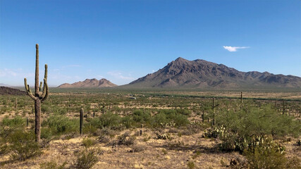 Saguaros and mountains in the desert