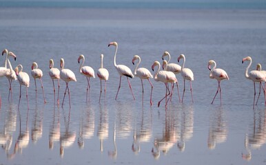 Flamenco family early in the morning in the Ebro delta