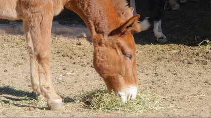 mule eating hay