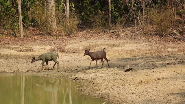 A pair of Sambar Deer (Rusa unicolor) take a mud bath (1/2). Filmed in Kaeng Krachan National Park, Thailand.